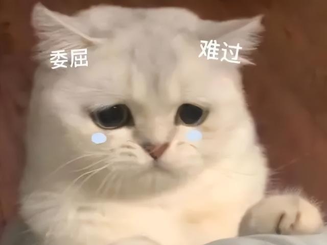 快速自测：这些让猫“痛苦”的行为，做过的赶紧改